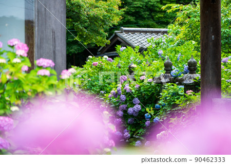 在京都府福知山市觀音寺拍攝繡球花 在京都府福知山市觀音寺拍攝繡球花 90462333