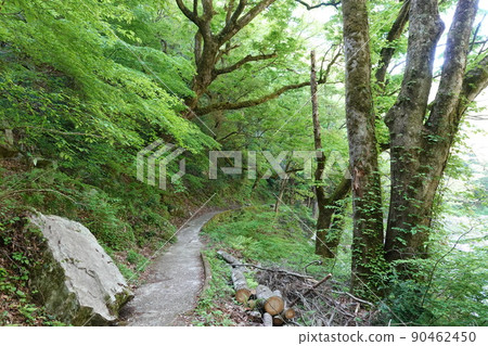 三峽新鮮的綠色 90462450