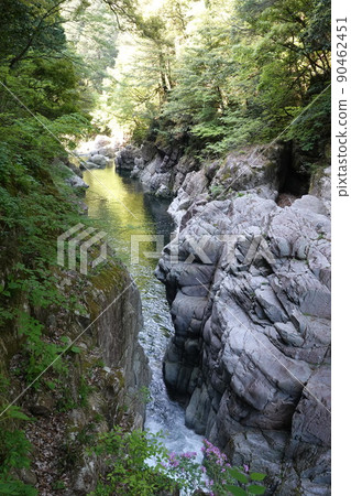 三峽新鮮的綠色 三峽新鮮的綠色 90462451