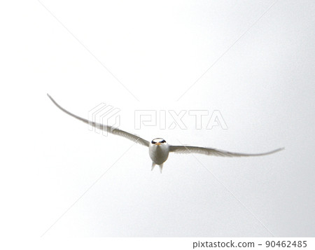 Flying Koajisashi Flying Koajisashi 90462485