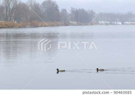 pair of mallards on the water in a swamp in winter time pair of mallards on the water in a swamp in winter time 90463085