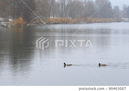 pair of mallards on the water in a swamp in winter time pair of mallards on the water in a swamp in winter time 90463087