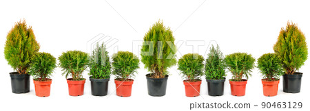 Cypress and thuja in flowerpot pot isolated on white . Place for your text. Panoramic collage. 90463129