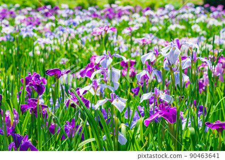 盛開的花菖蒲禦池公園<愛知縣東海市> 盛開的花菖蒲禦池公園<愛知縣東海市> 90463641