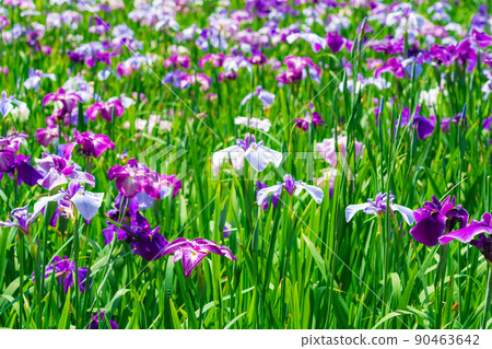 盛開的花菖蒲禦池公園<愛知縣東海市> 盛開的花菖蒲禦池公園<愛知縣東海市> 90463642