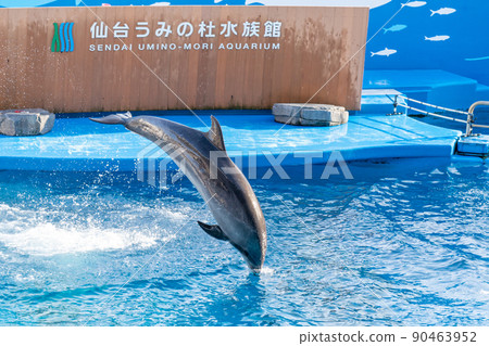 水族館風景跳躍的海豚和飛濺的仙台海之森水族館（宮城縣仙台市） 90463952