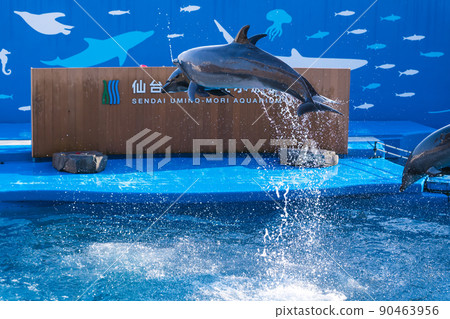 Aquarium scenery Jumping dolphins and splashes Sendai Uminomori Aquarium (Sendai City, Miyagi Prefecture) Aquarium scenery Jumping dolphins and splashes Sendai Uminomori Aquarium (Sendai City, Miyagi Prefecture) 90463956