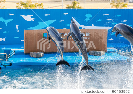 Aquarium scenery Jumping dolphins and splashes Sendai Uminomori Aquarium (Sendai City, Miyagi Prefecture) Aquarium scenery Jumping dolphins and splashes Sendai Uminomori Aquarium (Sendai City, Miyagi Prefecture) 90463962