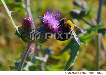 Carpenter bee collecting nectar from thistle flowers Carpenter bee collecting nectar from thistle flowers 90464022