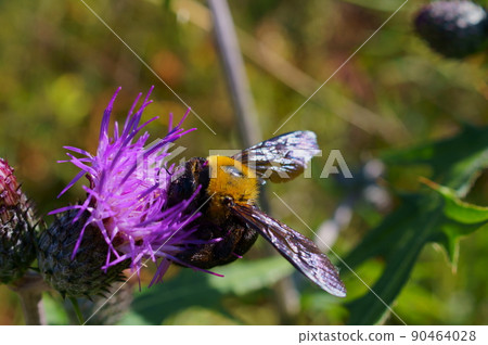 Carpenter bee collecting nectar from thistle flowers Carpenter bee collecting nectar from thistle flowers 90464028