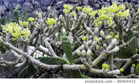 Opuntia stricta - Prickly pear cactus Opuntia stricta - Prickly pear cactus 90464415