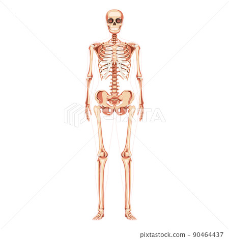 Women Skeleton Human body bones of female concept. Lady front Anterior ventral view. 3D realistic anatomically correct 90464437