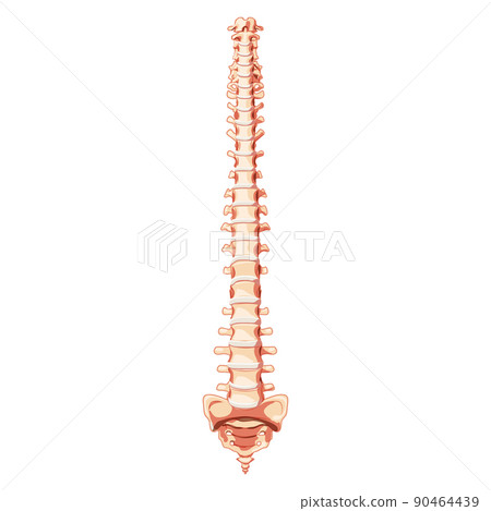 The human vertebral column spine anatomy front Anterior ventral view, with Intervertebral disc. Vector flat realistic 90464439