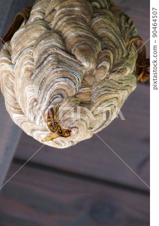 Wasp nest made under the eaves 90464507