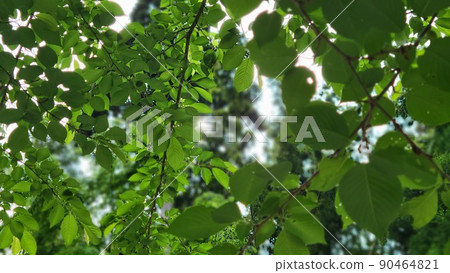 Fresh green Fresh green 90464821