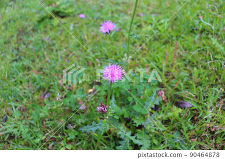 日本刺槐 90464878