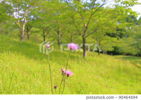 Cirsium japonicum grassland trees Cirsium japonicum grassland trees 90464894