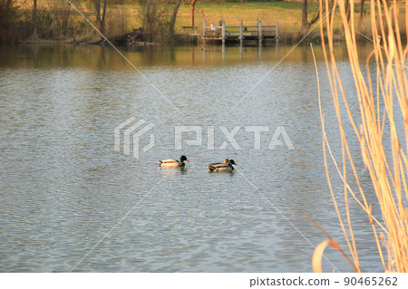 pair of mallards on the water in a swamp in autumn time pair of mallards on the water in a swamp in autumn time 90465262