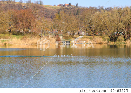 Mallard duck landing on a lake in autumn season Mallard duck landing on a lake in autumn season 90465375