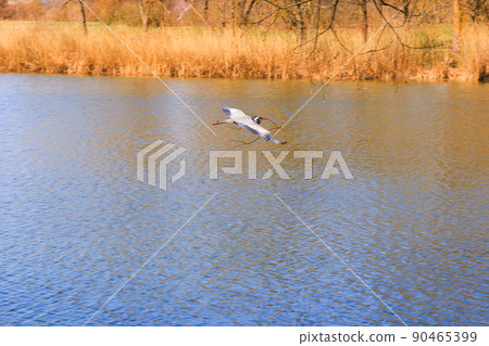 Closeup of a gray heron flying above the water and holding a dry branch in its beak Closeup of a gray heron flying above the water and holding a dry branch in its beak 90465399