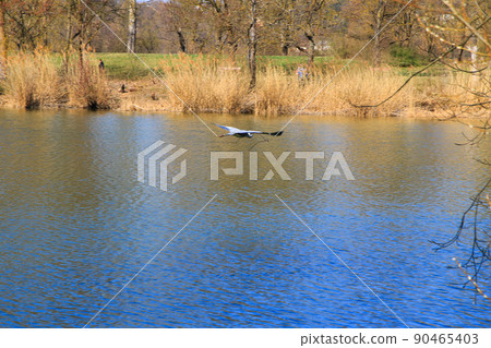 Closeup of a gray heron flying above the water and holding a dry branch in its beak Closeup of a gray heron flying above the water and holding a dry branch in its beak 90465403