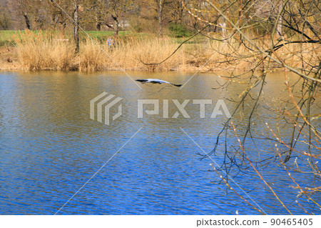 Closeup of a gray heron flying above the water and holding a dry branch in its beak Closeup of a gray heron flying above the water and holding a dry branch in its beak 90465405