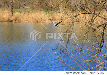 Closeup of a gray heron flying above the water and holding a dry branch in its beak Closeup of a gray heron flying above the water and holding a dry branch in its beak 90465407
