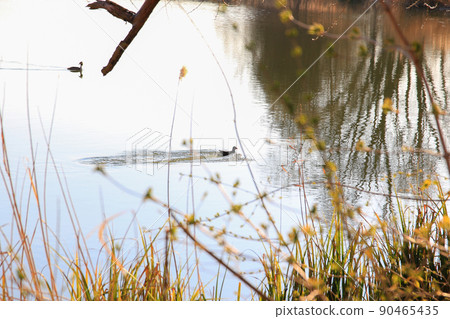 portrait of a coot duck (Fulica atra) bird swimming on Danube river 90465435
