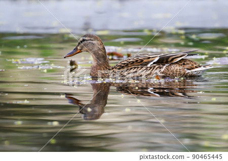 wild ducks on the lake near danube river in Germany wild ducks on the lake near danube river in Germany 90465445