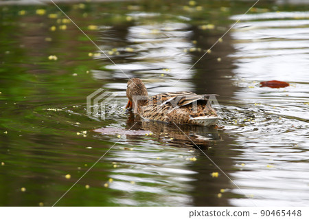 wild ducks on the lake near danube river in Germany wild ducks on the lake near danube river in Germany 90465448
