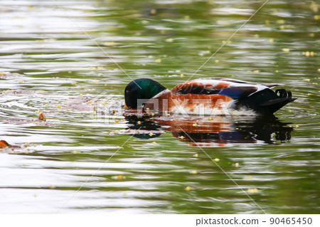 wild ducks on the lake near danube river in Germany wild ducks on the lake near danube river in Germany 90465450