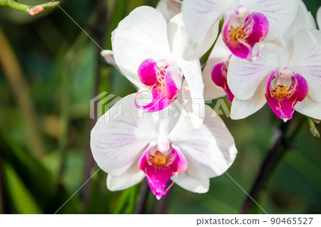 Orchid flower, Phalaenopsis Amabilis 90465527