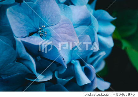 Enlarged blue hydrangea 90465970