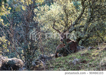 Iberian red deer, Cervus elaphus hispanicus. Monfrague National Park, Spain. Iberian red deer, Cervus elaphus hispanicus. Monfrague National Park, Spain. 90466103