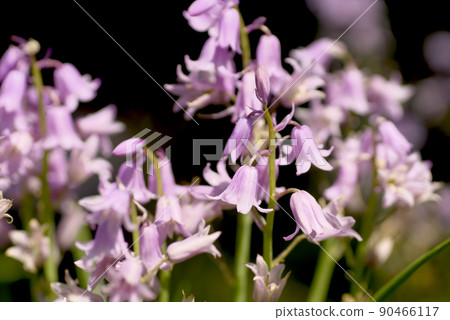 Bellflower Dalmatian bellflower 90466117