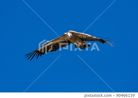Griffon vultures, Gyps fulvus flying around the Serrania de Cuenca at Una, Spain. Griffon vultures, Gyps fulvus flying around the Serrania de Cuenca at Una, Spain. 90466139