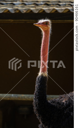 Red-necked ostrich,Struthio camelus in Jerez de la Frontera, Andalusia, Spain 90466161