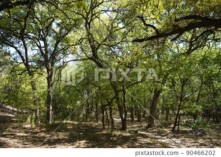 在德克薩斯州聖安東尼奧的路上 90466202