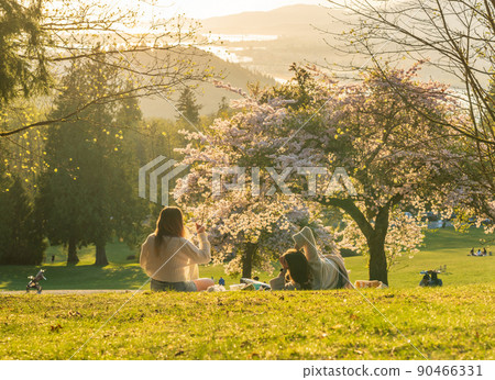 Two young women having a picnic enjoying cherry blossom flowers during springtime. Burnaby Mountain Park in sunset time. Burnaby, BC, Canada. Two young women having a picnic enjoying cherry blossom flowers during springtime. Burnaby Mountain Park in sunset time. Burnaby, BC, Canada. 90466331