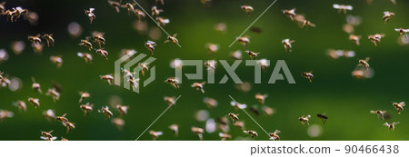 Swarm of bees in flight, background image of swarm of bees Swarm of bees in flight, background image of swarm of bees 90466438