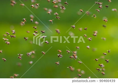 Swarm of bees in flight, background image of swarm of bees Swarm of bees in flight, background image of swarm of bees 90466439