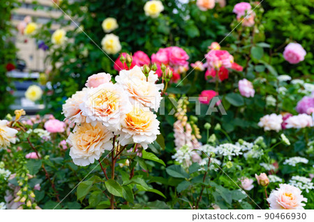 Roses in Yokohama English Garden, Yokohama City, Kanagawa Prefecture Roses in Yokohama English Garden, Yokohama City, Kanagawa Prefecture 90466930