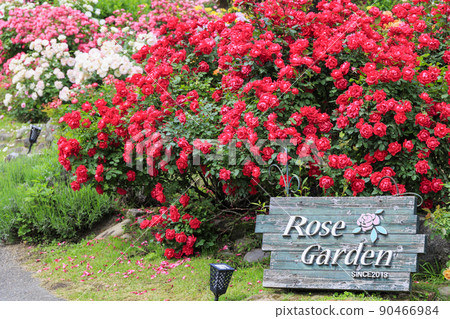 Kuju Flower Park in full bloom in early summer Kuju Flower Park in full bloom in early summer 90466984