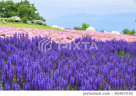 Kuju Flower Park in full bloom in early summer Kuju Flower Park in full bloom in early summer 90467030