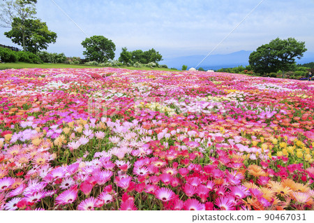 Kuju Flower Park in full bloom in early summer Kuju Flower Park in full bloom in early summer 90467031