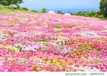 初夏盛開的九重花卉公園 90467034