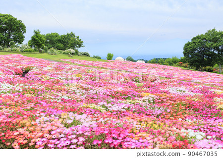初夏盛開的九重花卉公園 90467035