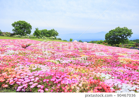 Kuju Flower Park in full bloom in early summer 90467036