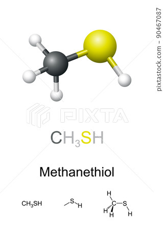 Methanethiol, molecular model and chemical formulas. Also methyl mercaptan, organosulfur compound with distinctive putrid smell. Occurs naturally in blood, brain, feces, and in certain nuts and seeds. Methanethiol, molecular model and chemical formulas. Also methyl mercaptan, organosulfur compound with distinctive putrid smell. Occurs naturally in blood, brain, feces, and in certain nuts and seeds. 90467087