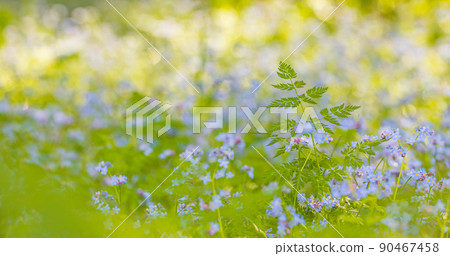 Light warm color green background with Blooming forget-me-nots - Myosotis sylvatica 90467458